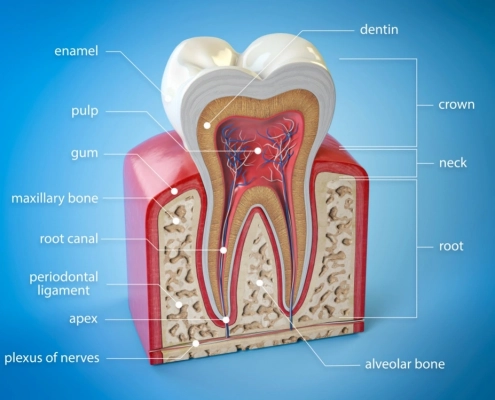 zubni živac